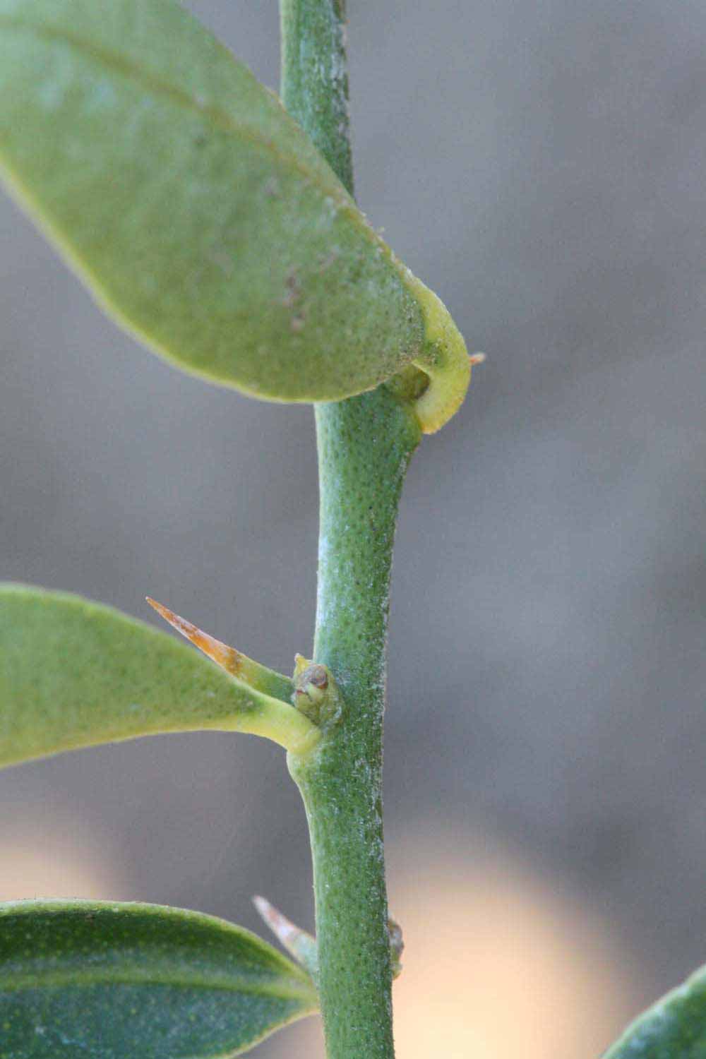            First year twig (Riverside, CA)   